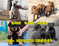 广安马犬养殖基地图片3