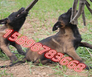 金华磐安纯种马犬价格图片2