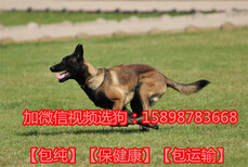 金堂县训练好的马犬价格图片2