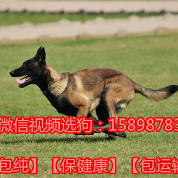 马犬养殖基地