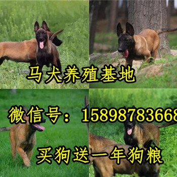 邳州市出售马犬幼犬