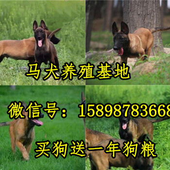 小店马犬常年出售