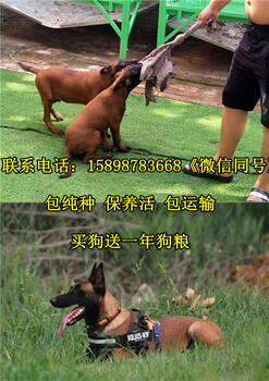 会宁县纯种马犬价格