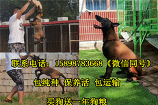金华磐安纯种马犬价格图片3