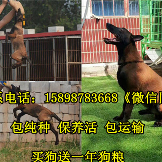 绥中县马犬常年出售