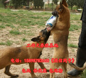 红原县马犬养殖基地图片3