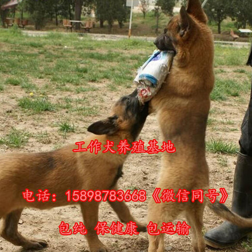 江源马犬幼犬价格