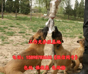 石景山出售马犬幼犬图片4