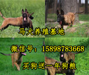红原县出售马犬幼犬图片