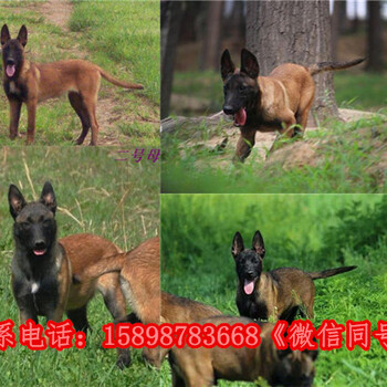 静乐县什么地方有马犬出售