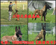 工布江达县纯种马犬价格图片3