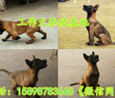 许昌襄城纯种马犬价格图片