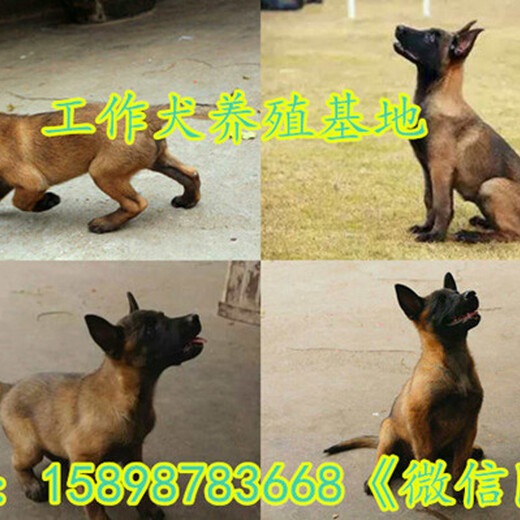 泾阳县哪里有马犬卖养狗基地