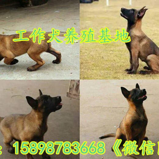 甘南县马犬幼犬价格