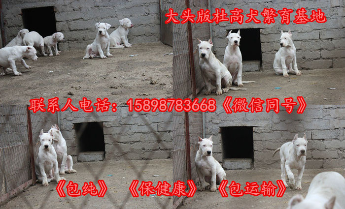 榆树哪里有马犬卖基地