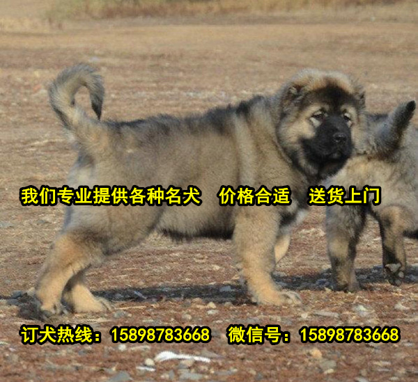 吴县哪里有马犬卖活