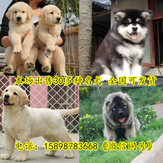 西藏自治阿里革吉县哪里有卖卡斯罗犬的