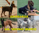 河北保定安新县狗场联系电话出售30多种名犬图片
