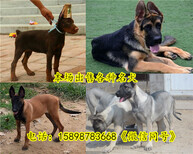 巴音郭楞和静县狗场联系地址出售30多种名犬图片1