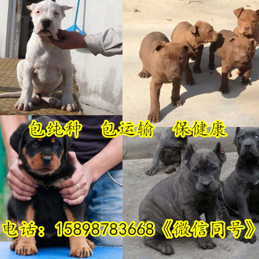 平潭县哪里有卖马犬的-犬舍