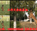 台州黄岩狗场在哪个位置出售30多种名犬