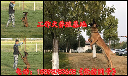云县哪里有马犬卖警犬繁殖图片5