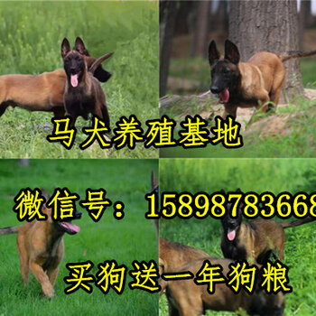 纯种西德犬图片 纯种西德犬图片画法