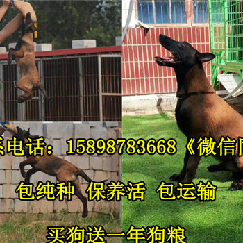 广西壮族自治南宁宾阳县两个月的黑马犬