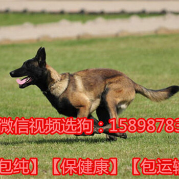 贵州黔东南台江县三个月的红马犬