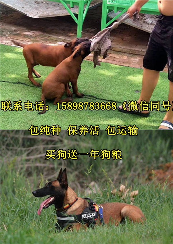 喀什巴楚县德国黑背犬价格