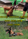 吉林通化二道江狗场在哪个位置出售30多种名犬图片5
