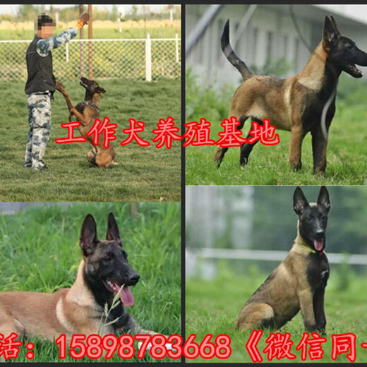 云阳县哪里有马犬卖包纯种