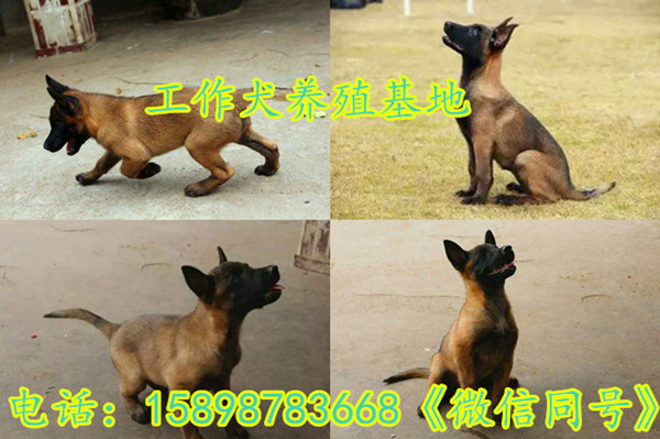 个旧市马犬养殖场{200元起}