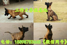 海晏县哪里有卖马犬的（不满意可退换）图片5