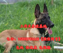 聊城东昌府狗场在哪个位置出售30多种名犬图片