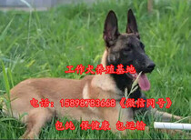 翁牛特旗哪里有卖马犬的（满意付款）图片5