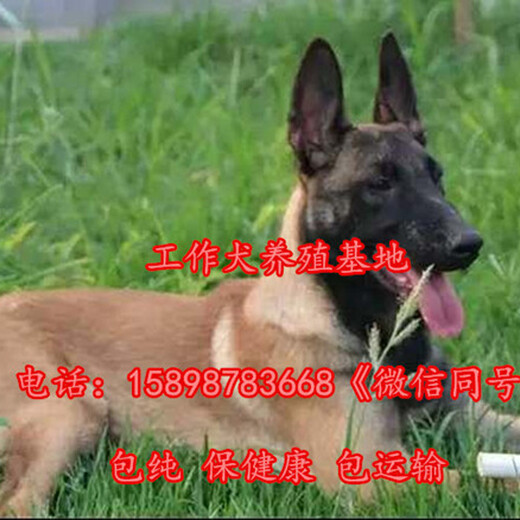 望奎县德国牧羊犬养殖基地纯种血统