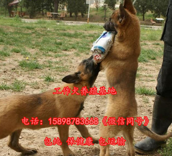 郭楞若羌县罗威纳犬喂养