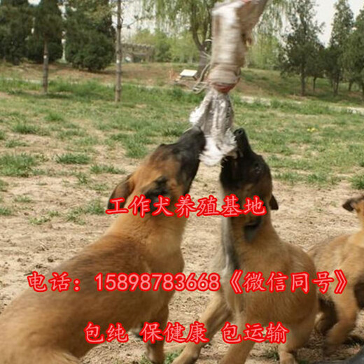 山西朔州右玉县4个月的马犬多少钱一只