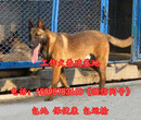 晋中太谷县狗场联系方式出售30多种名犬