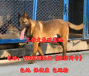 宜川县哪里有卖德国牧羊犬的多少钱一只