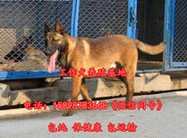 金坛哪里有卖马犬的+提供血统证明图片2