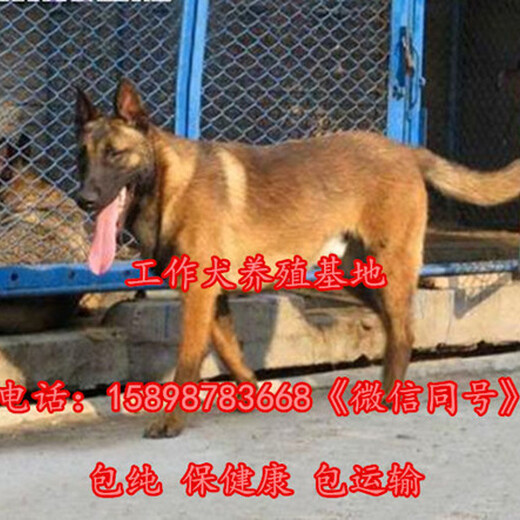 高平哪里有卖德国牧羊犬的多少钱一只