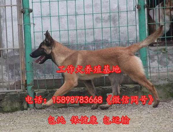 信丰县哪里有卖马犬的（满意付款）