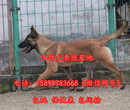 河北邯郸涉县狗场联系地址出售30多种名犬图片