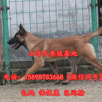 江西贛州全南縣哪里有養(yǎng)狗場物超所值