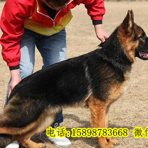 瑞金狗场出售马犬