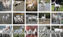 湖北十堰德国牧羊犬价格狗场电话图片1