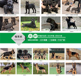 北京巴哥犬价格狗场联系方式图片4