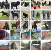 怀化靖州比特犬大型养狗场